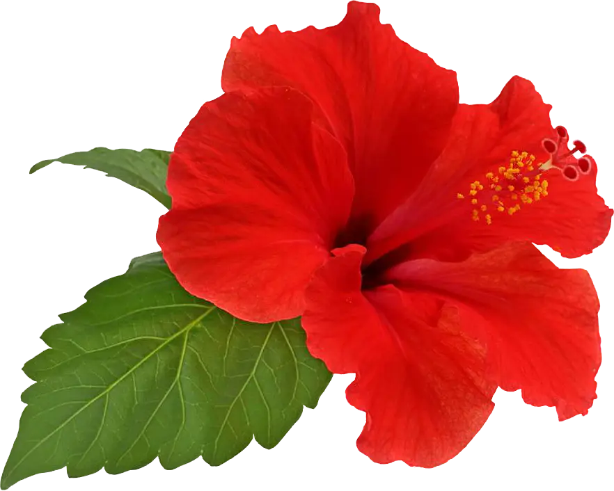 Red Hibiscus Flower with Green Leaves