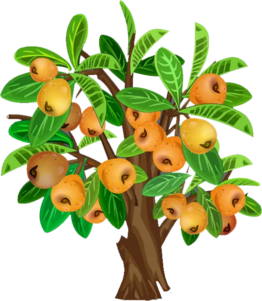 Loquat Fruit Tree