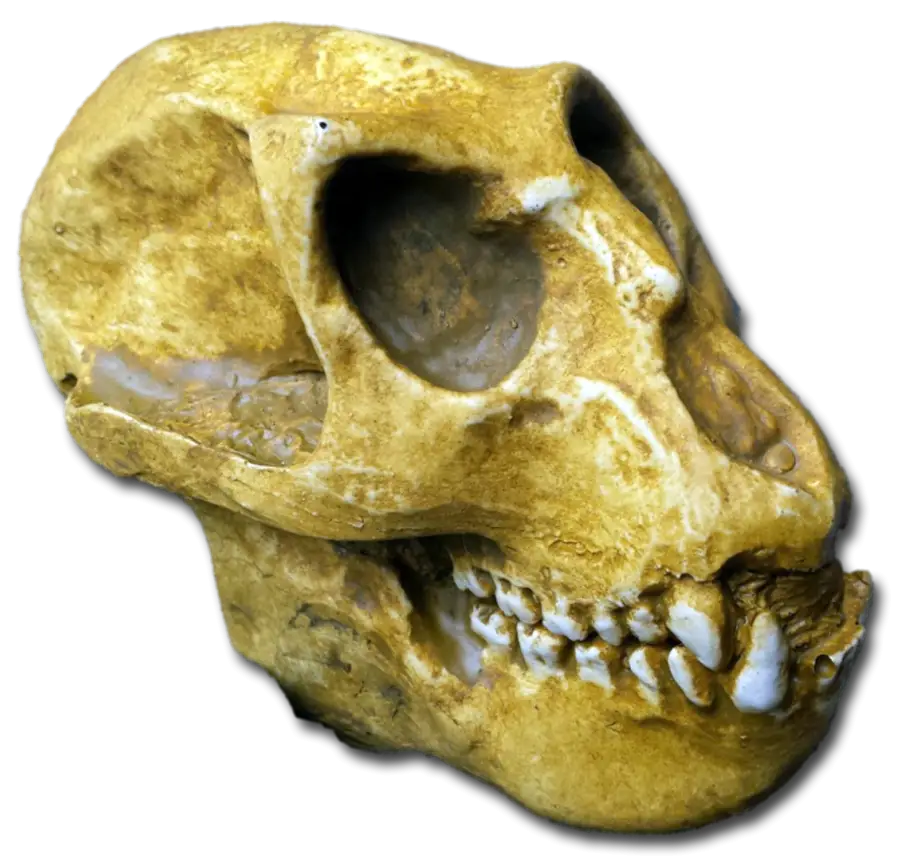 Ancient Prehistoric Skull Fossil