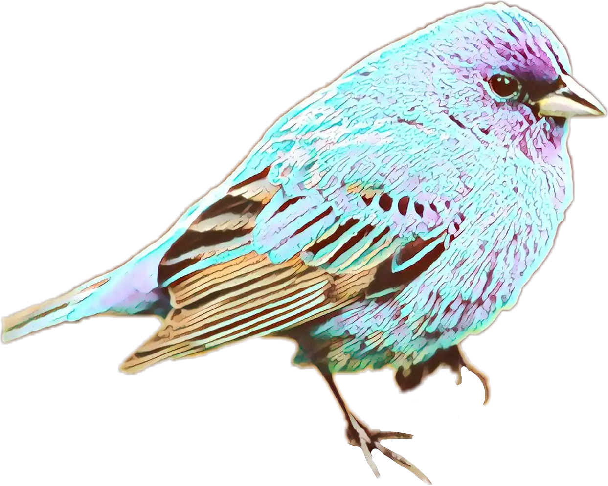 Colorful Bird Sketch Illustration