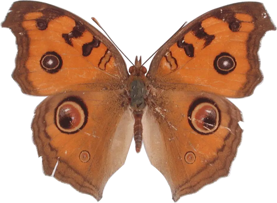 Orange Butterfly with Eye Patterns on Wings