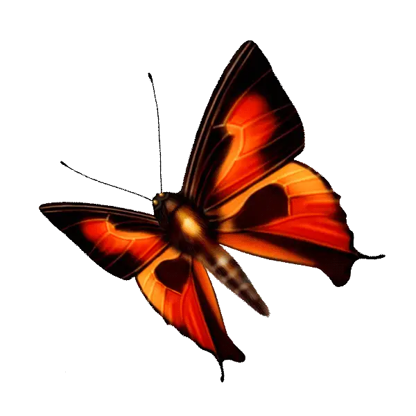 Orange and Black Butterfly in Flight