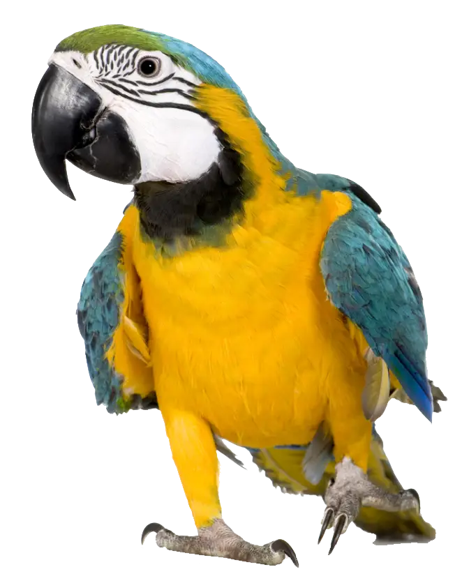 Blue and Yellow Macaw Parrot with Vibrant Feathers
