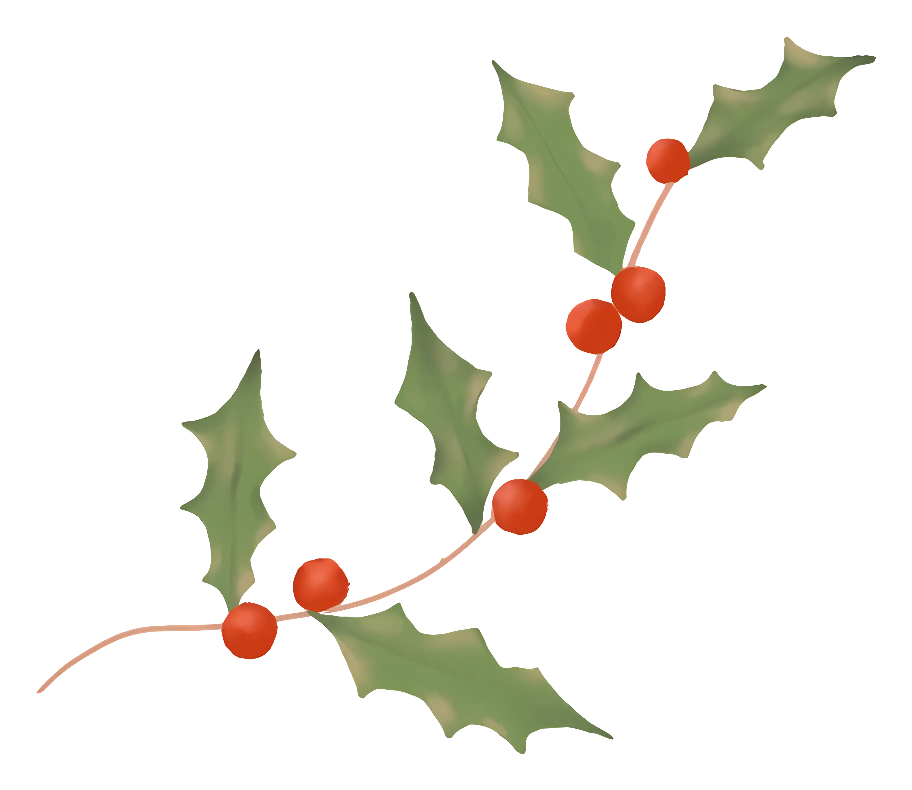 Holly Branch with Red Berries