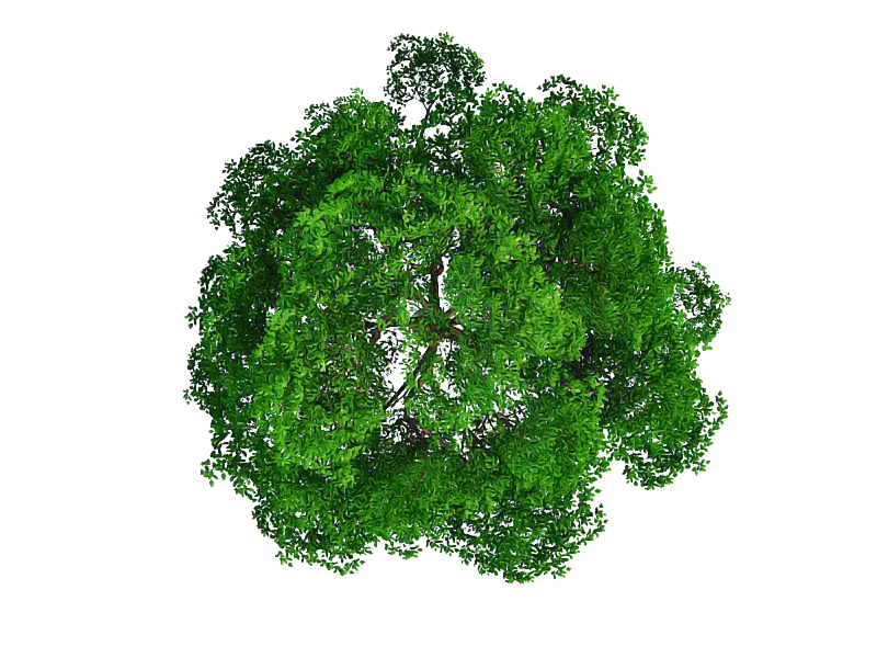 Top-Down View of Green Tree