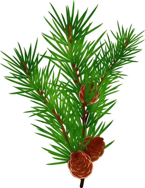 Green Pine Branch with Cones