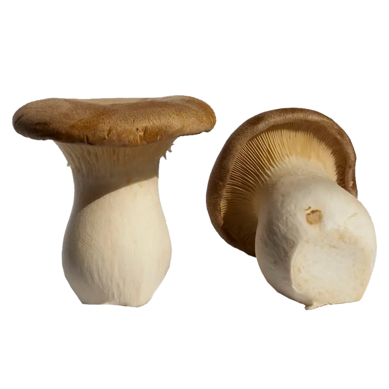 King Oyster Mushrooms for Culinary Use