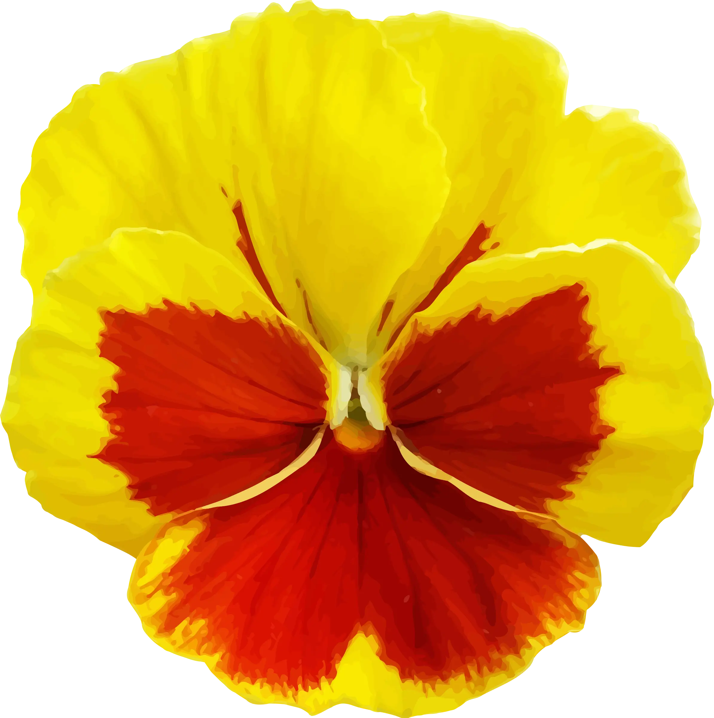 Yellow and Red Pansy Close-Up