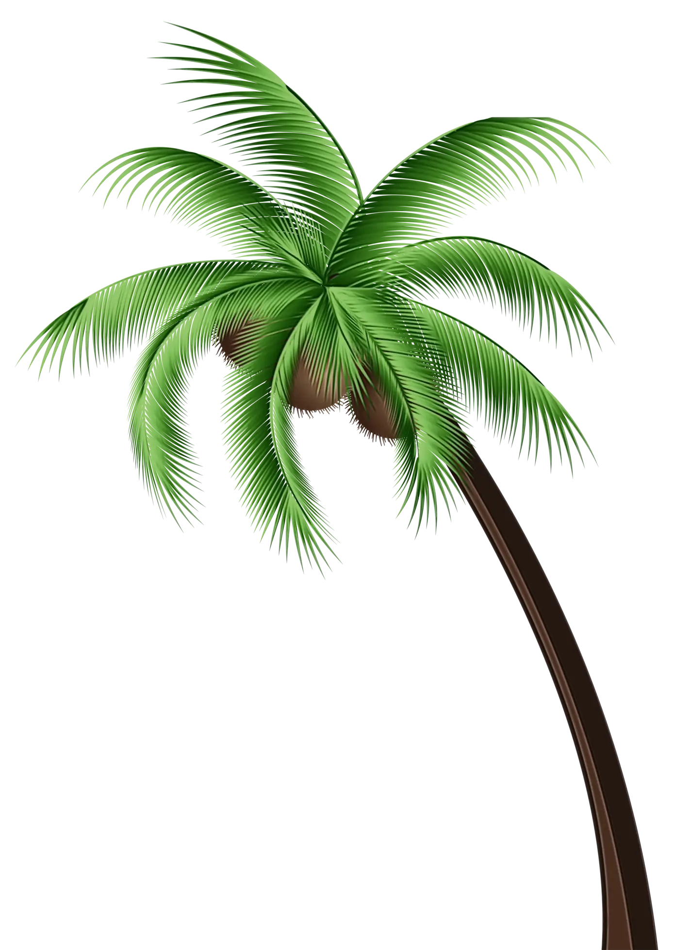 Tropical Palm Tree with Coconuts