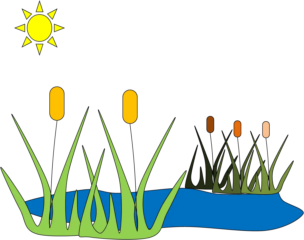 Cattails and Pond in Sunny Landscape
