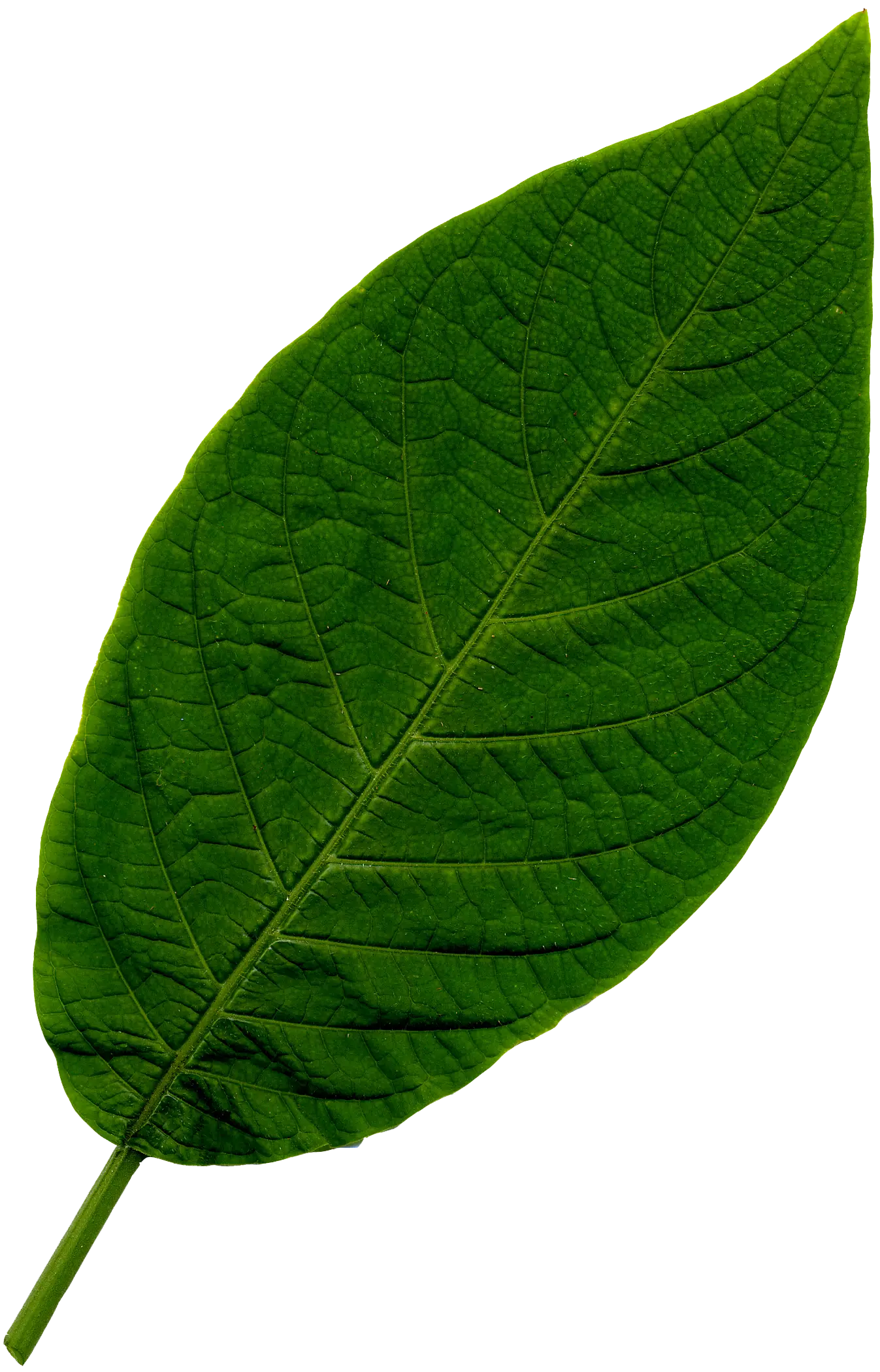 Green Leaf Close-up Design