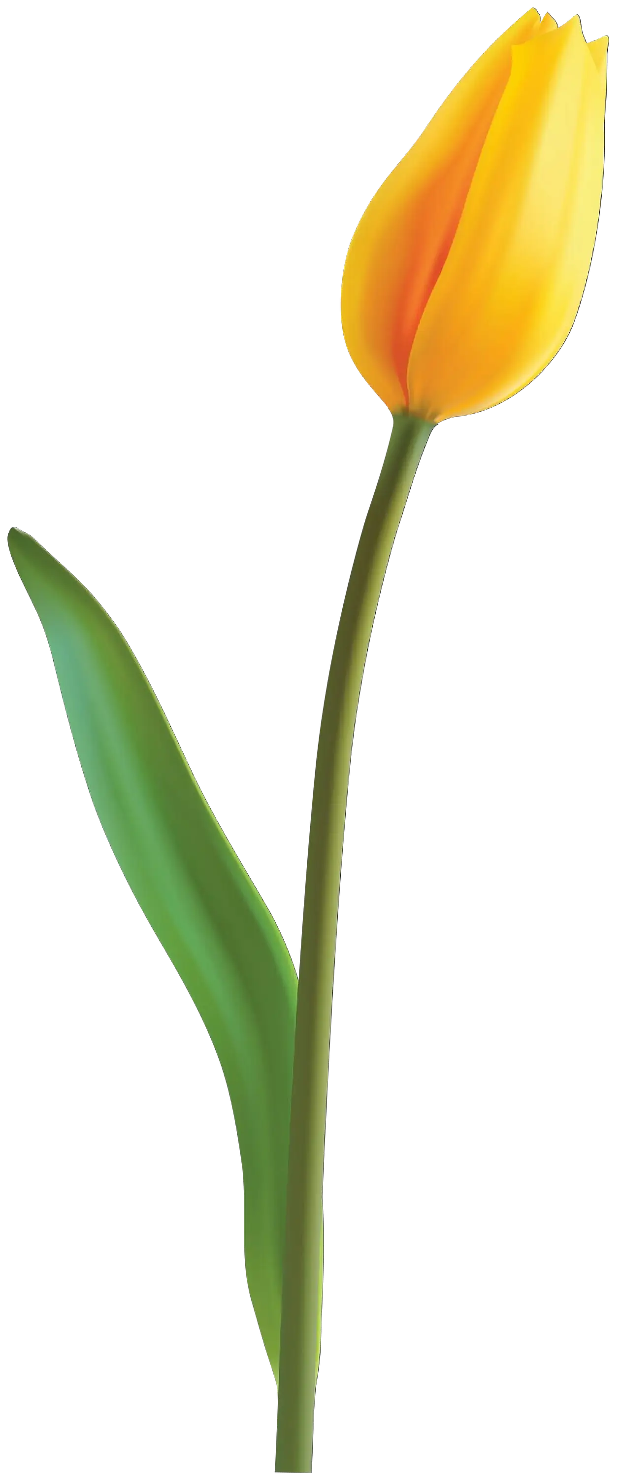 Yellow Tulip Flower with Green Stem