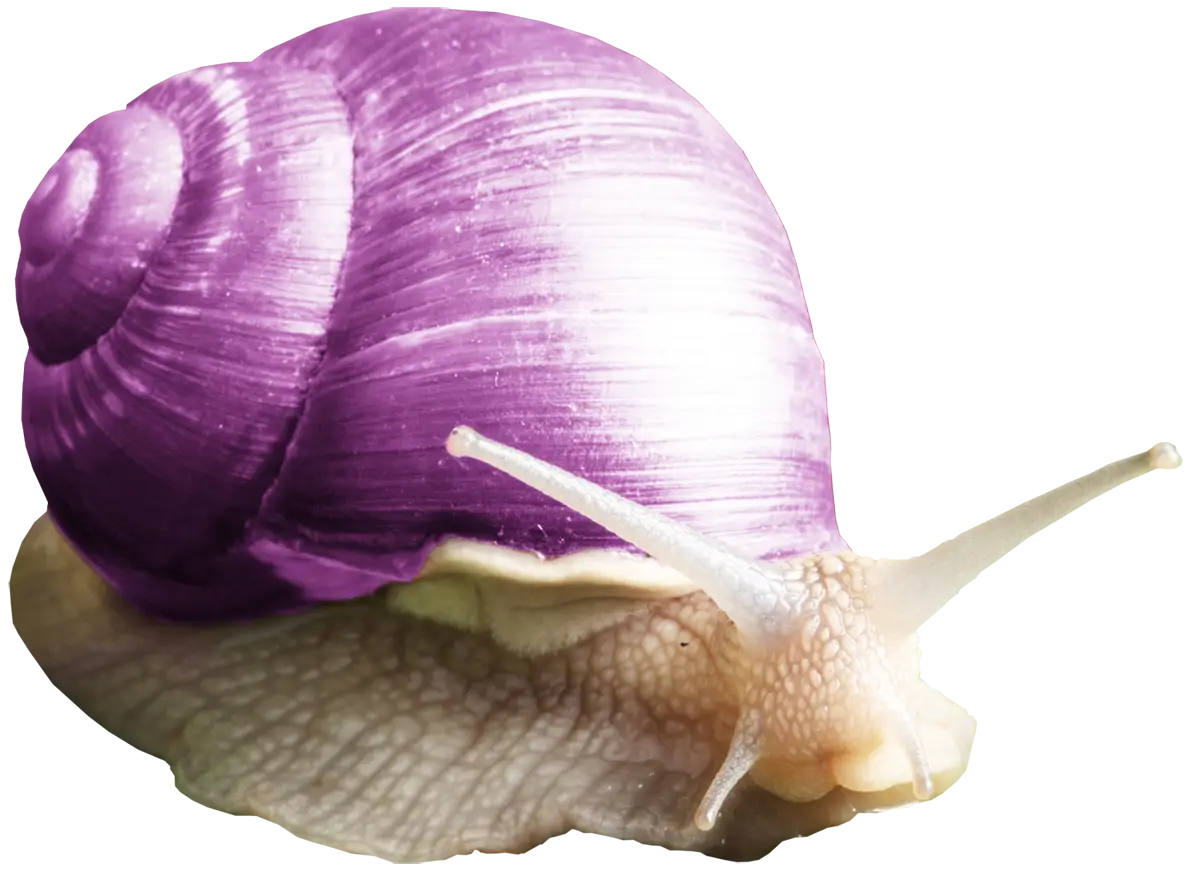 Purple Snail with Glossy Shell