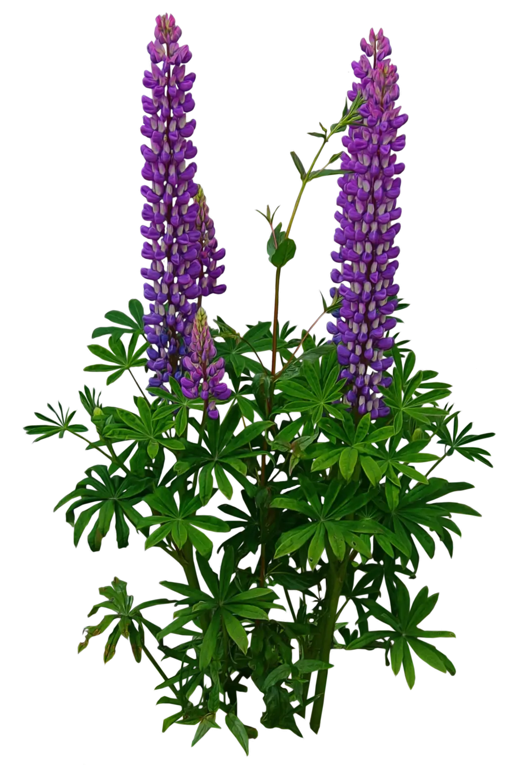 Purple Lupine Flowers in Bloom