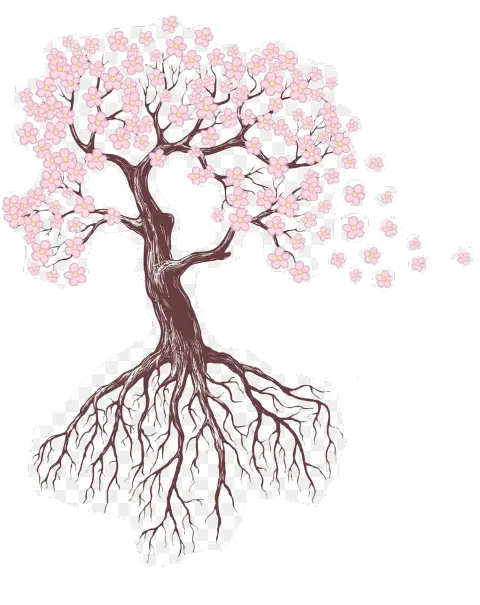 Cherry Blossom Tree with Roots Illustration
