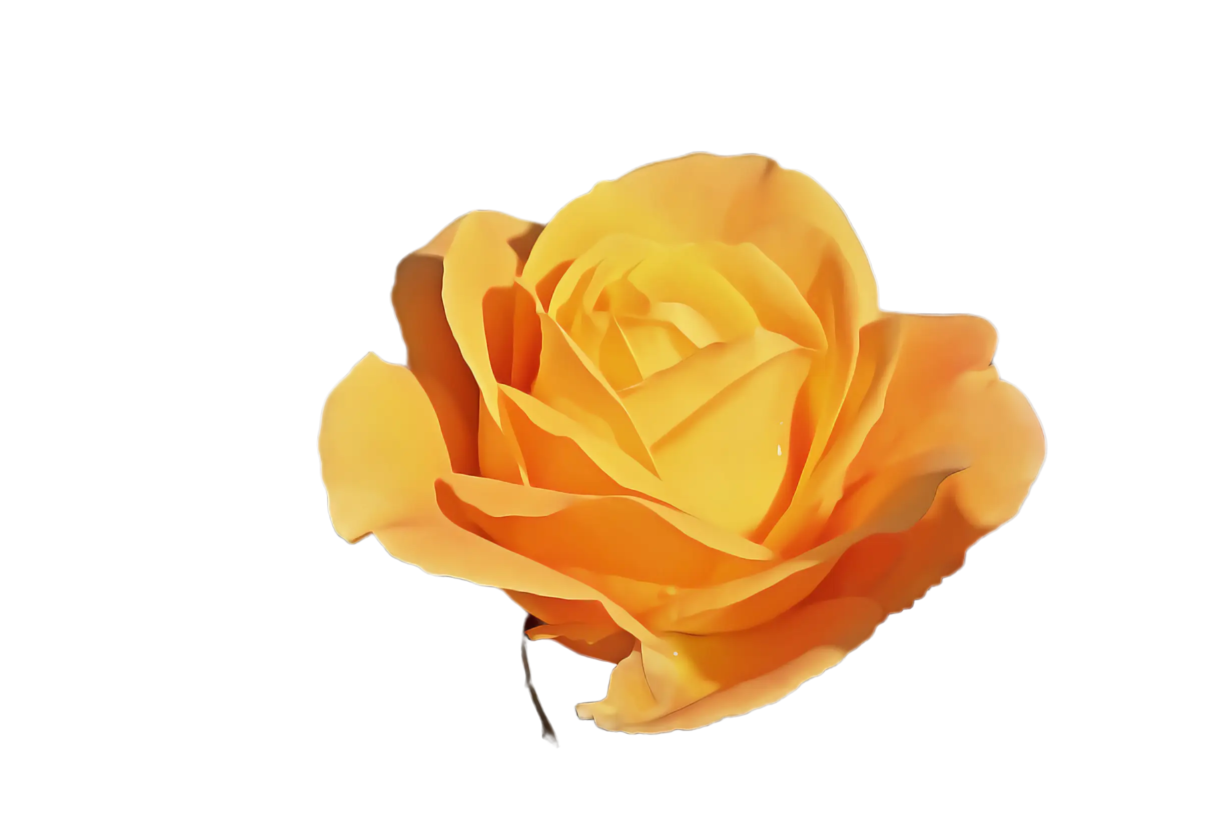 Yellow Rose Flower with Petals