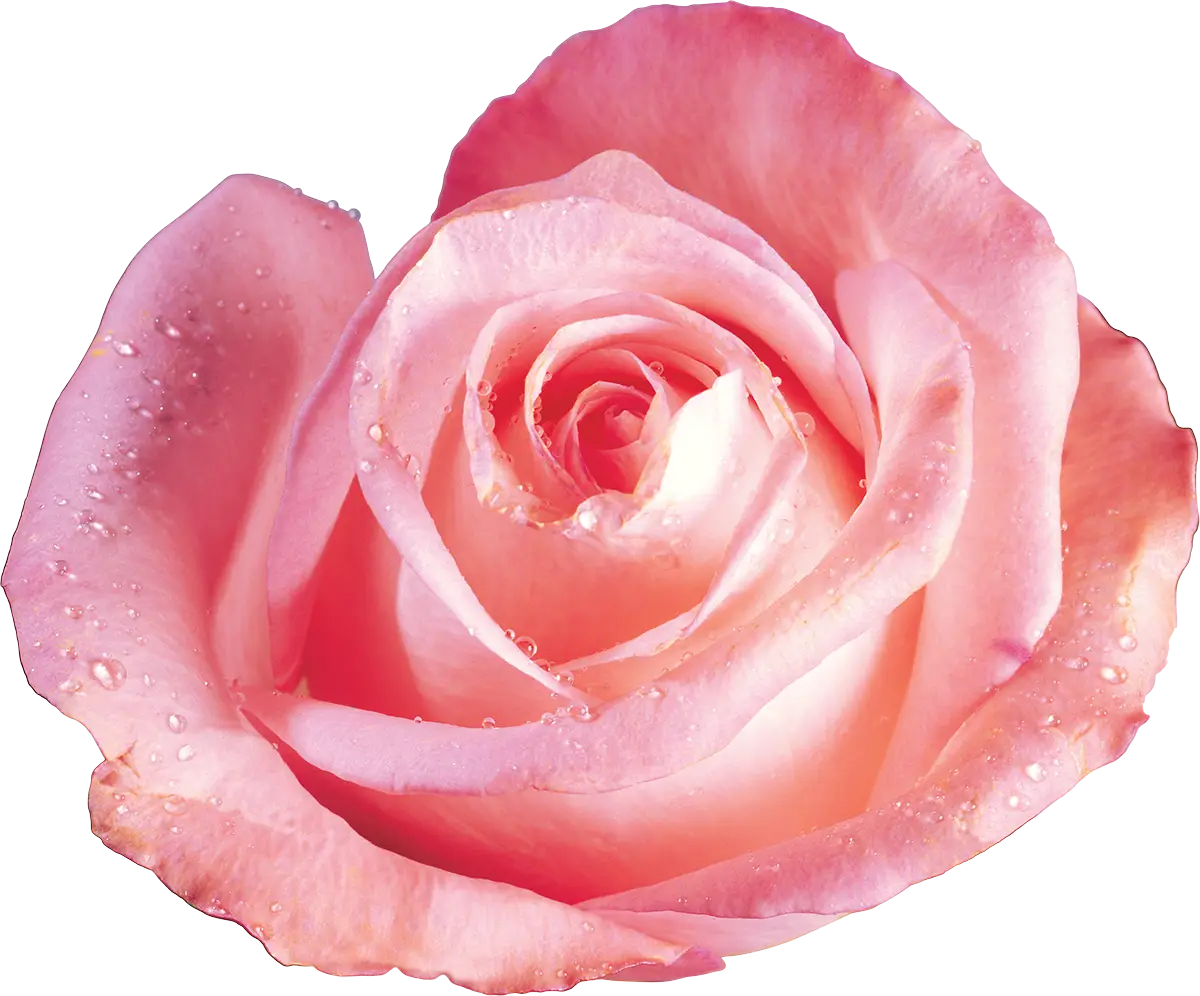 Pink Rose with Dew Drops