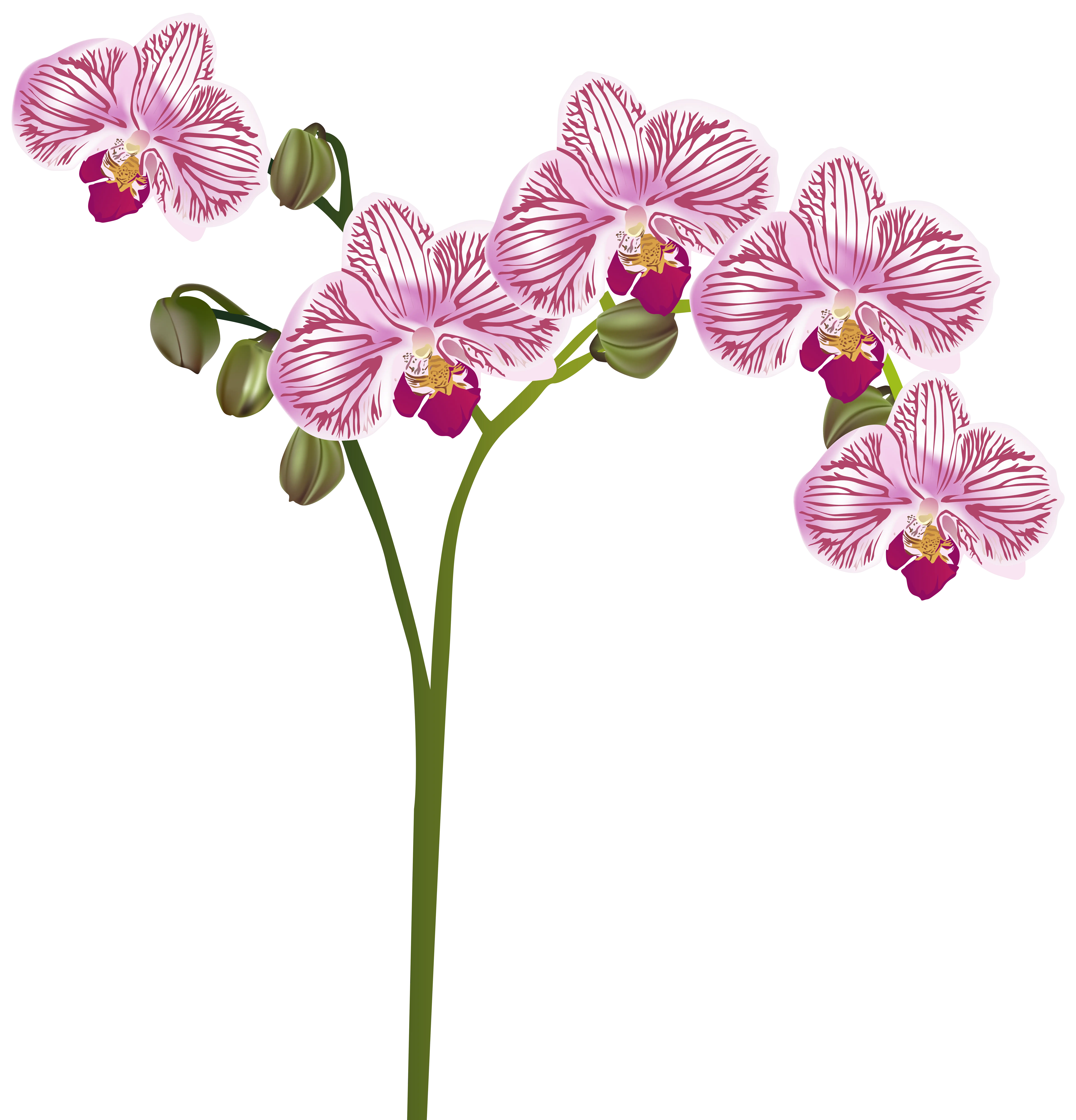 Beautiful Pink Orchid Blossom