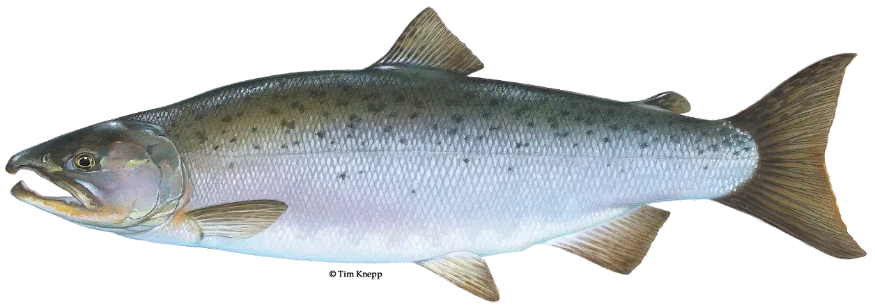 Realistic Salmon Fish Illustration
