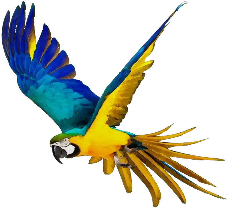 Beautiful Blue and Yellow Parrot