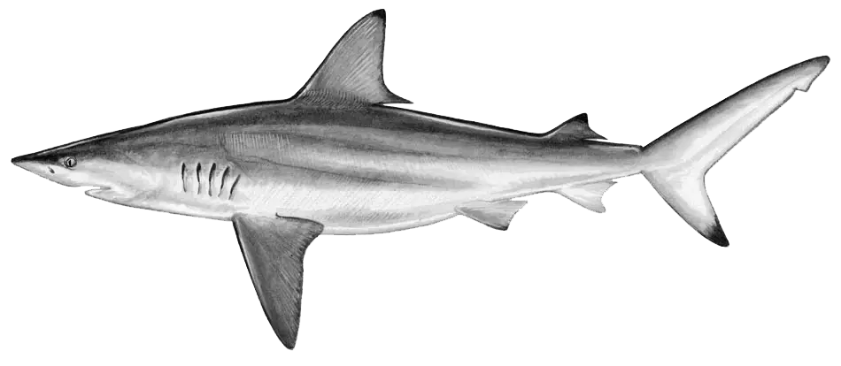 Black and White Shark Illustration