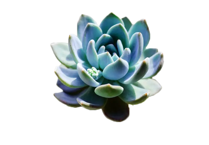 Blue-Green Succulent Plant in Close-Up