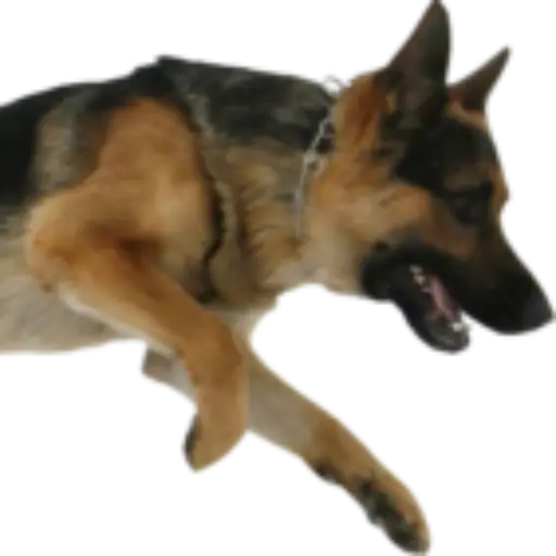 Jumping German Shepherd Dog in Action