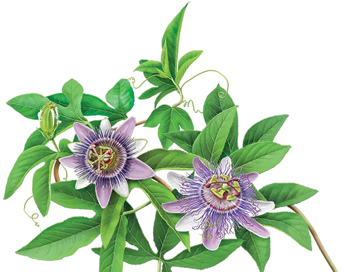 Beautiful Passionflower Plant