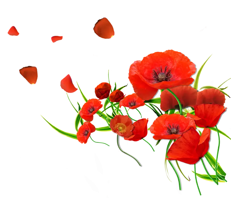 Red Poppy Flowers with Falling Petals