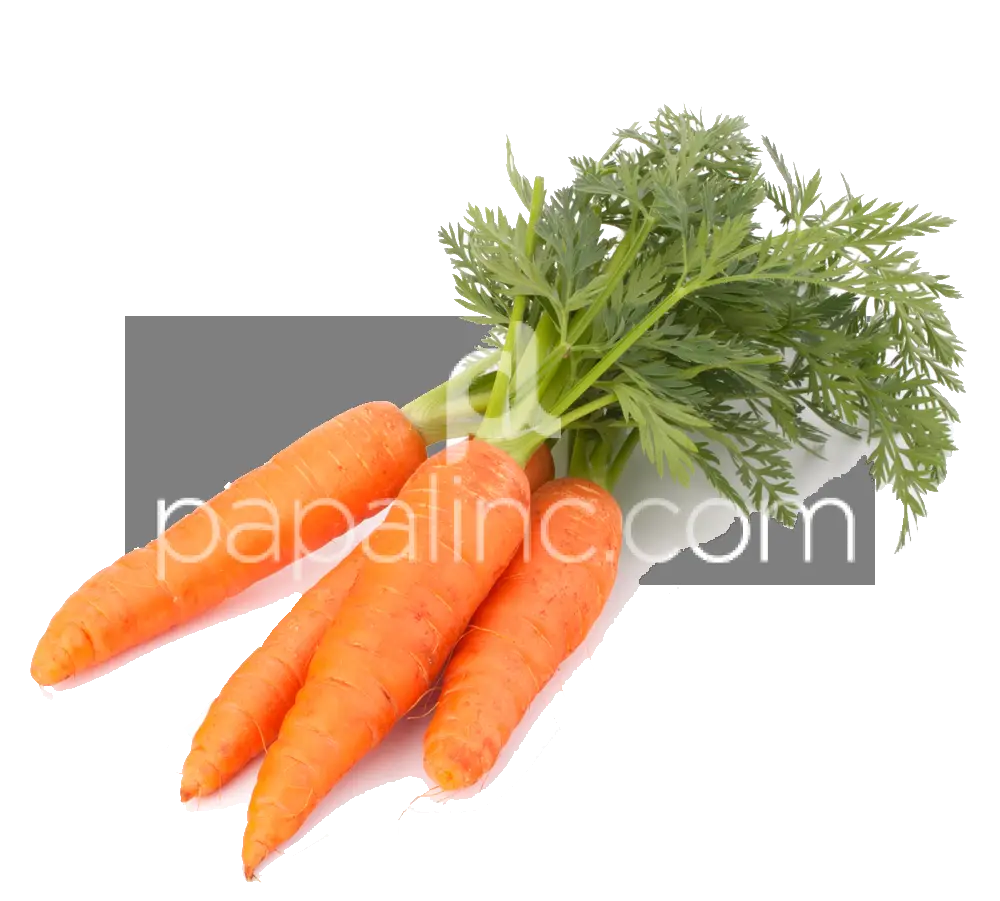 Three Fresh Carrots with Leaves Illustration
