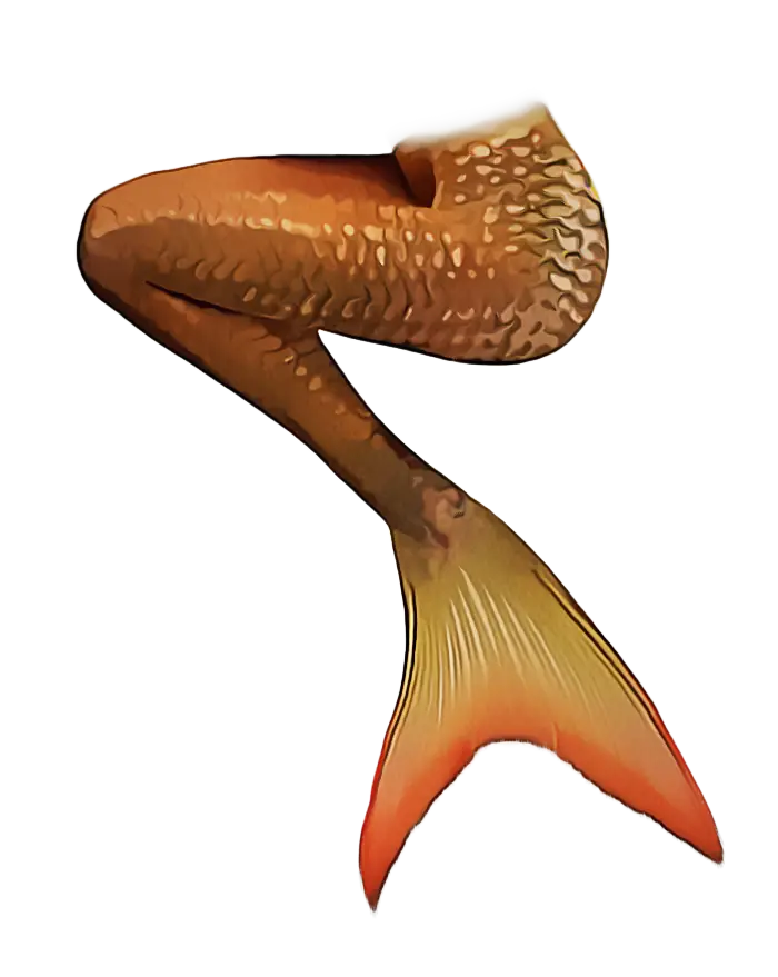 Mermaid Tail Fantasy Illustration