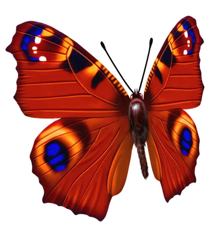 Bright Orange Butterfly with Blue Ornamentation