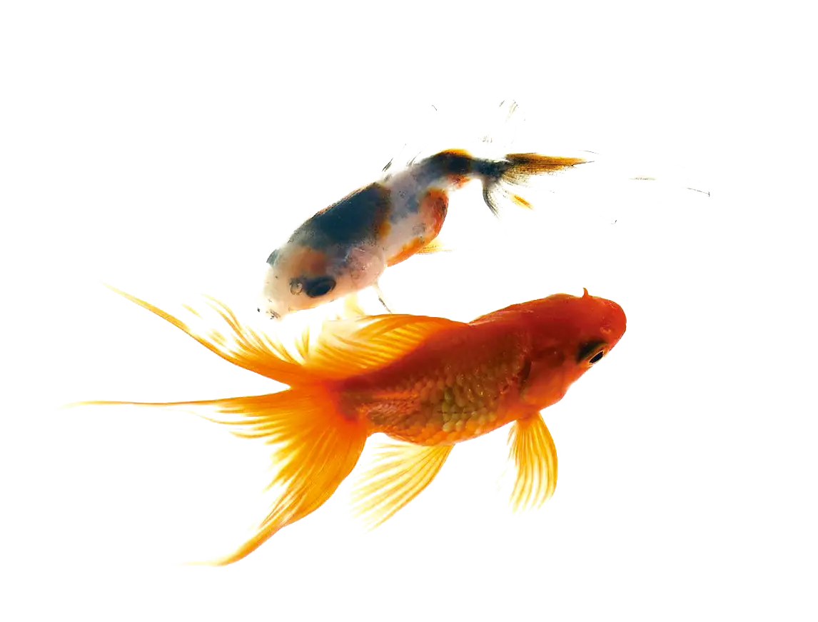 Two Goldfish Swimming Gracefully