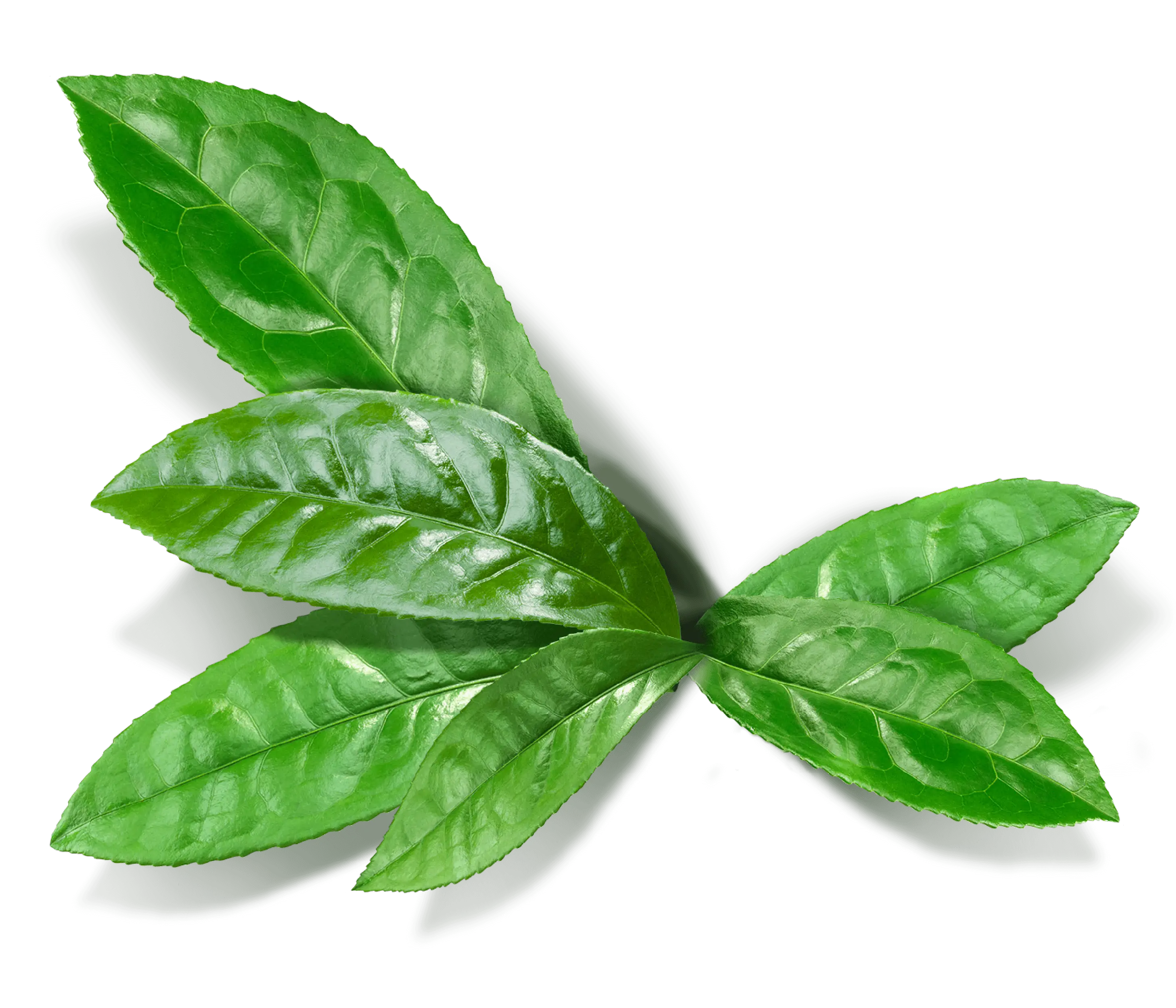 Fresh green leaves illustration