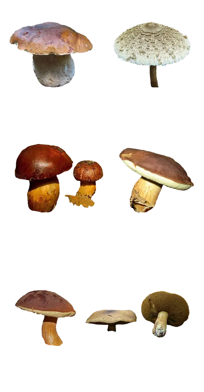 Various Types of Mushrooms