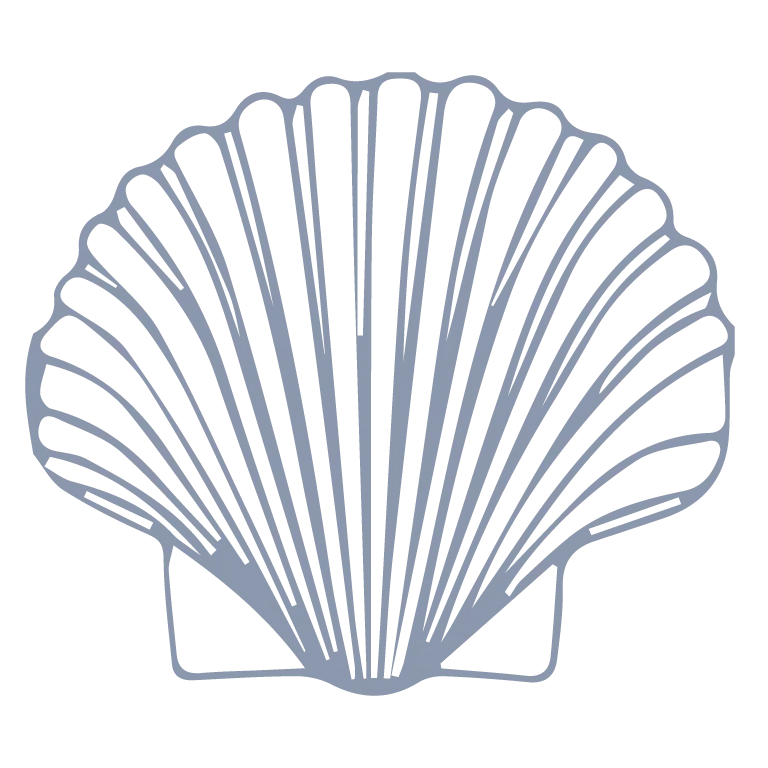 Minimalist Line Art Shell Illustration