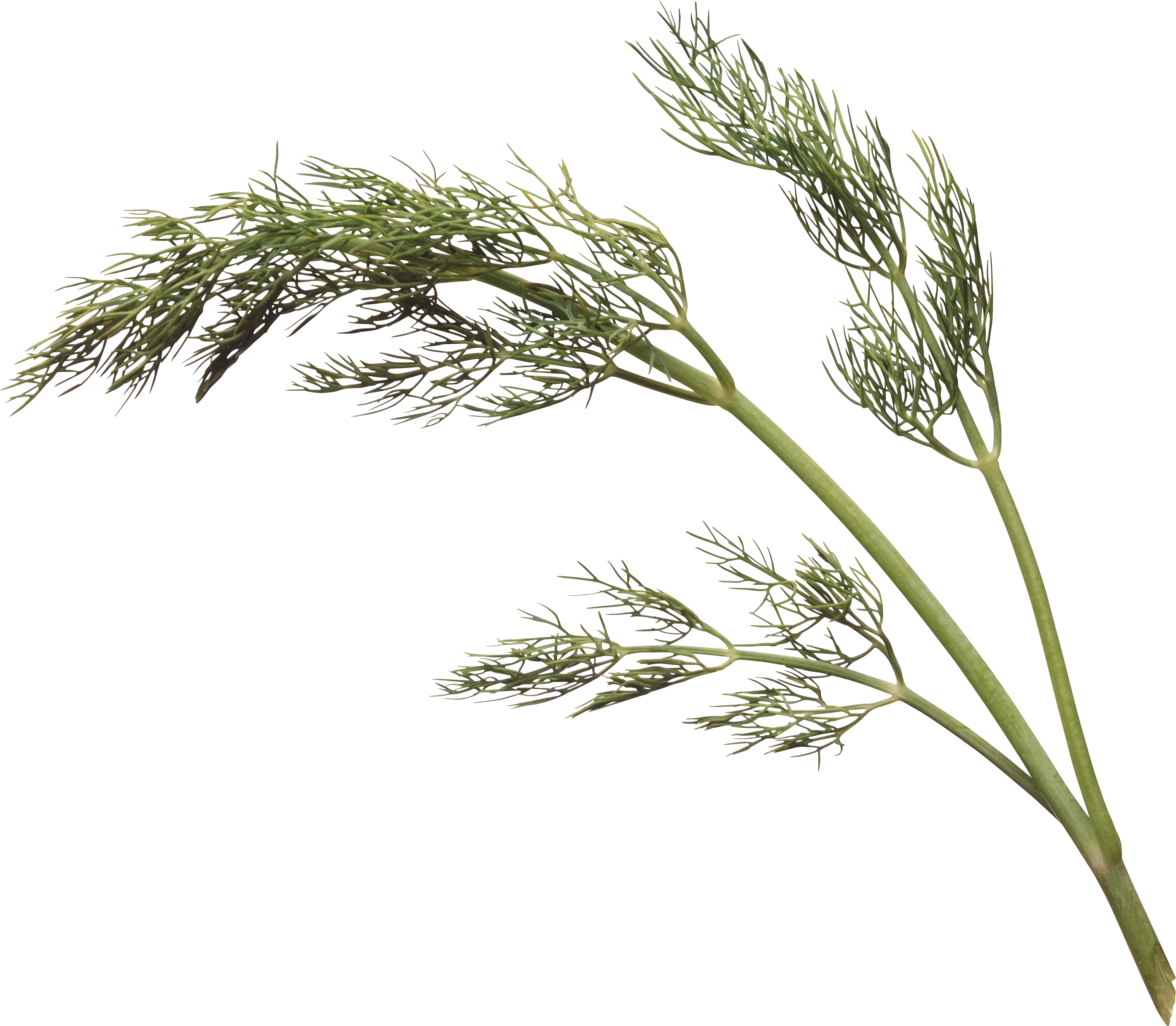 Fresh Green Dill Herb Plant