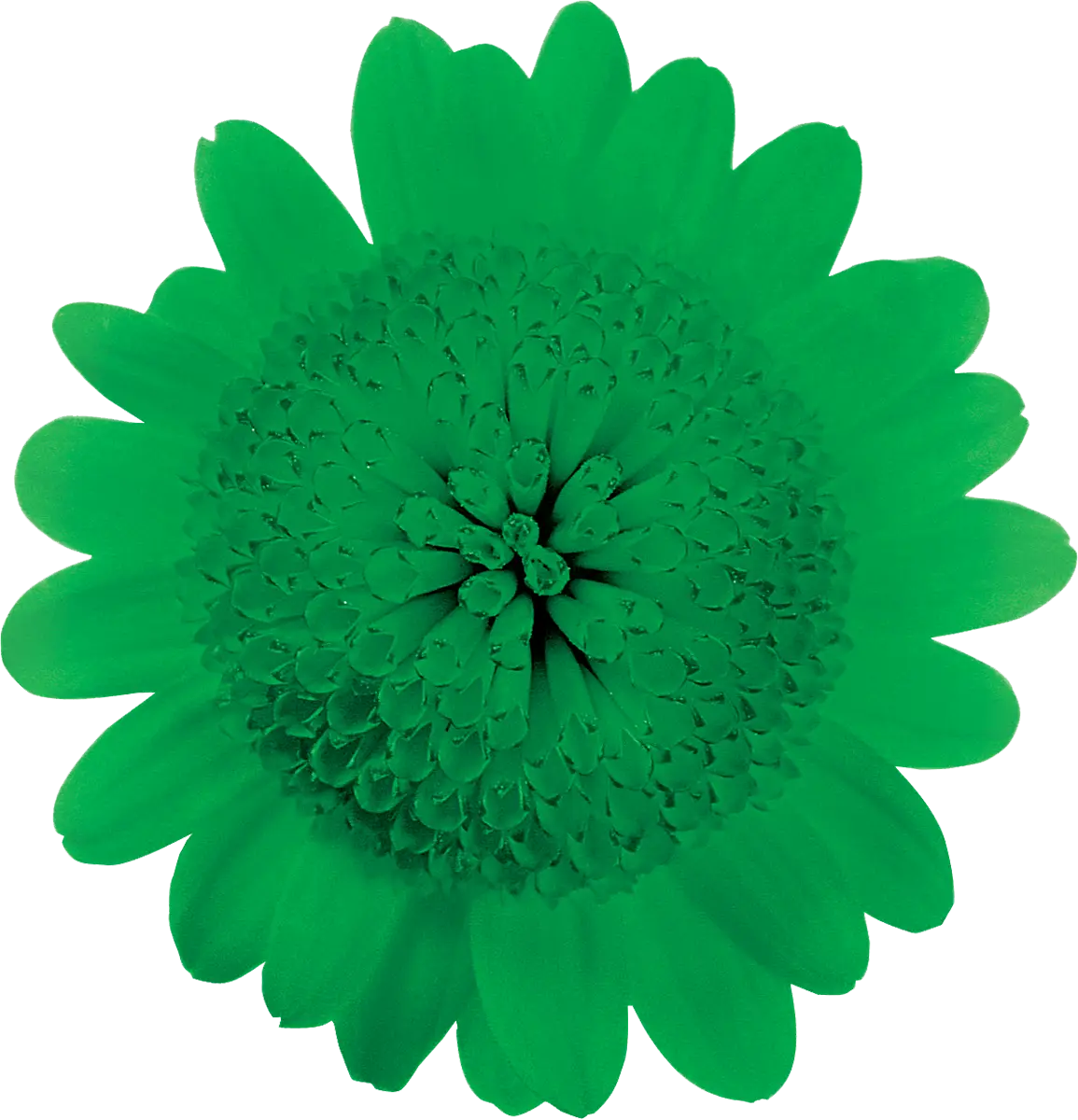 Green Flower with Detailed Petals
