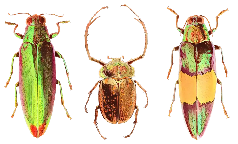Colorful Metallic Beetles in Nature