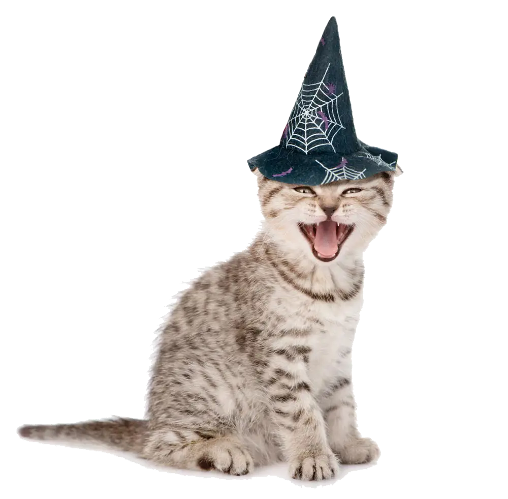 Kitten with Witch Hat
