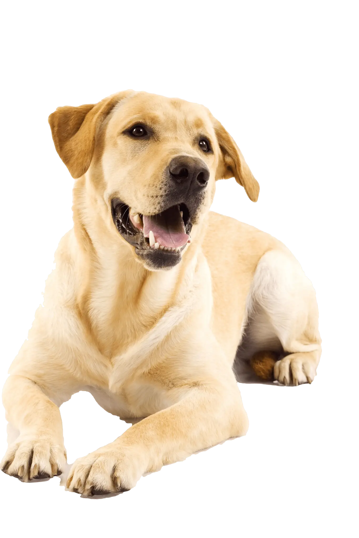 Friendly Smiling Yellow Labrador Retriever Dog
