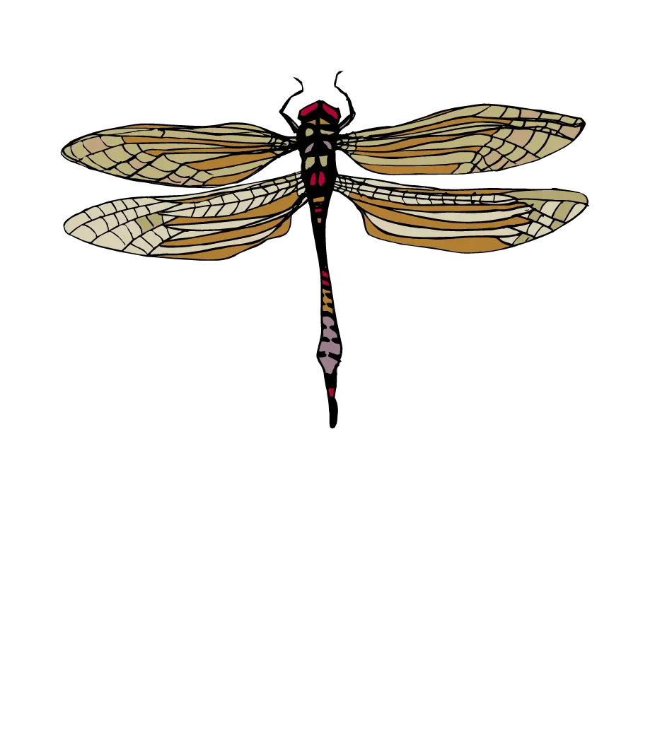 Dragonfly with Detailed Wings