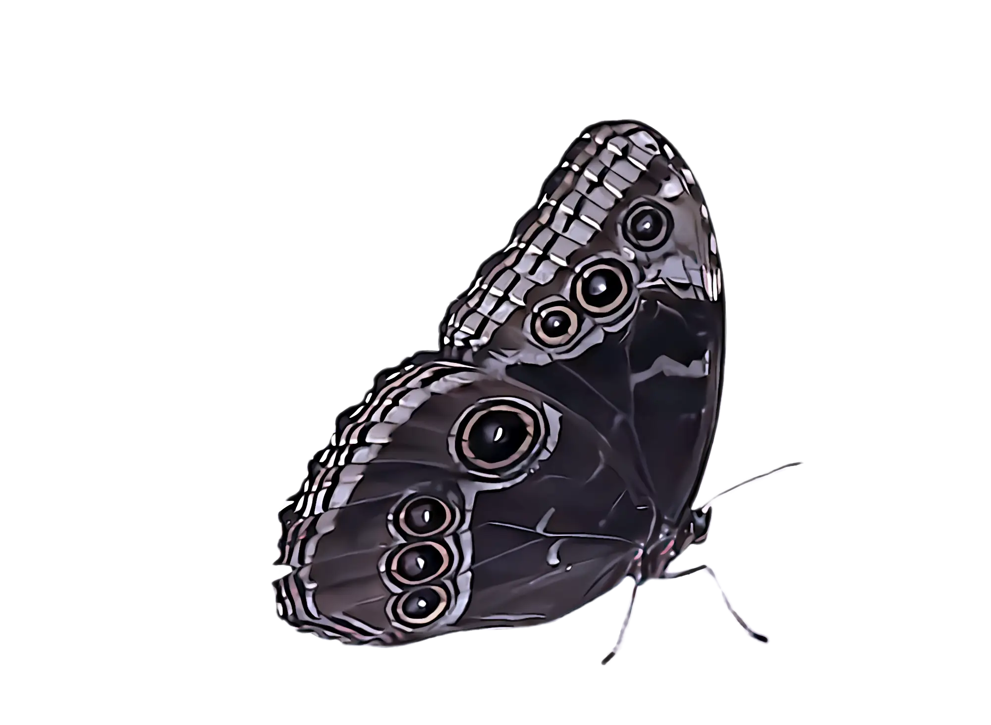 Black Butterfly with Patterned Wings