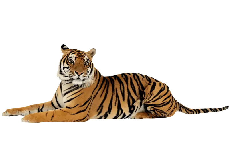 Tiger Lying Down in Calm Posture