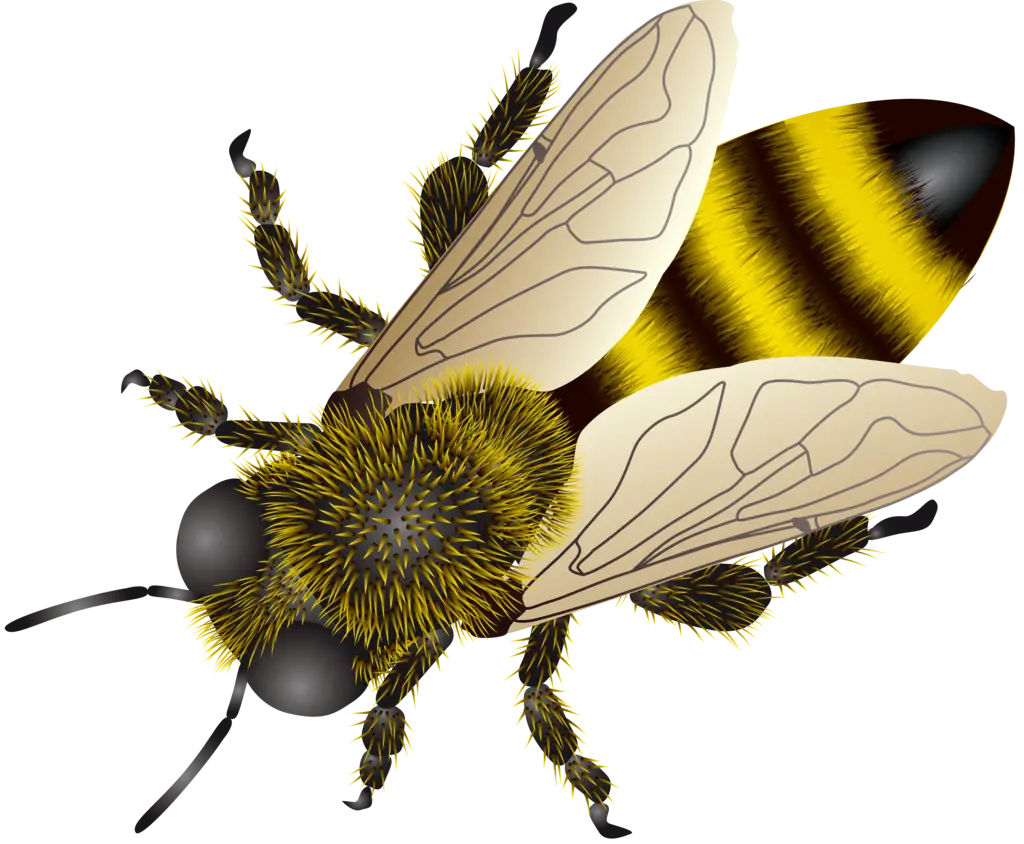 Realistic Illustration of a Yellow and Black Bee