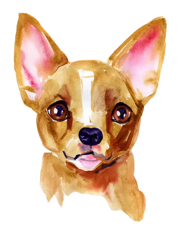Watercolor Portrait of a Chihuahua