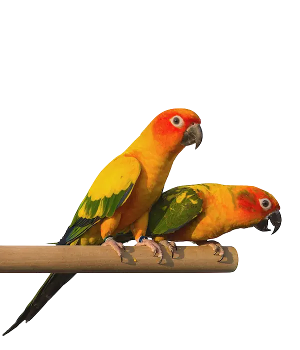 Colorful Parrots on a Perch