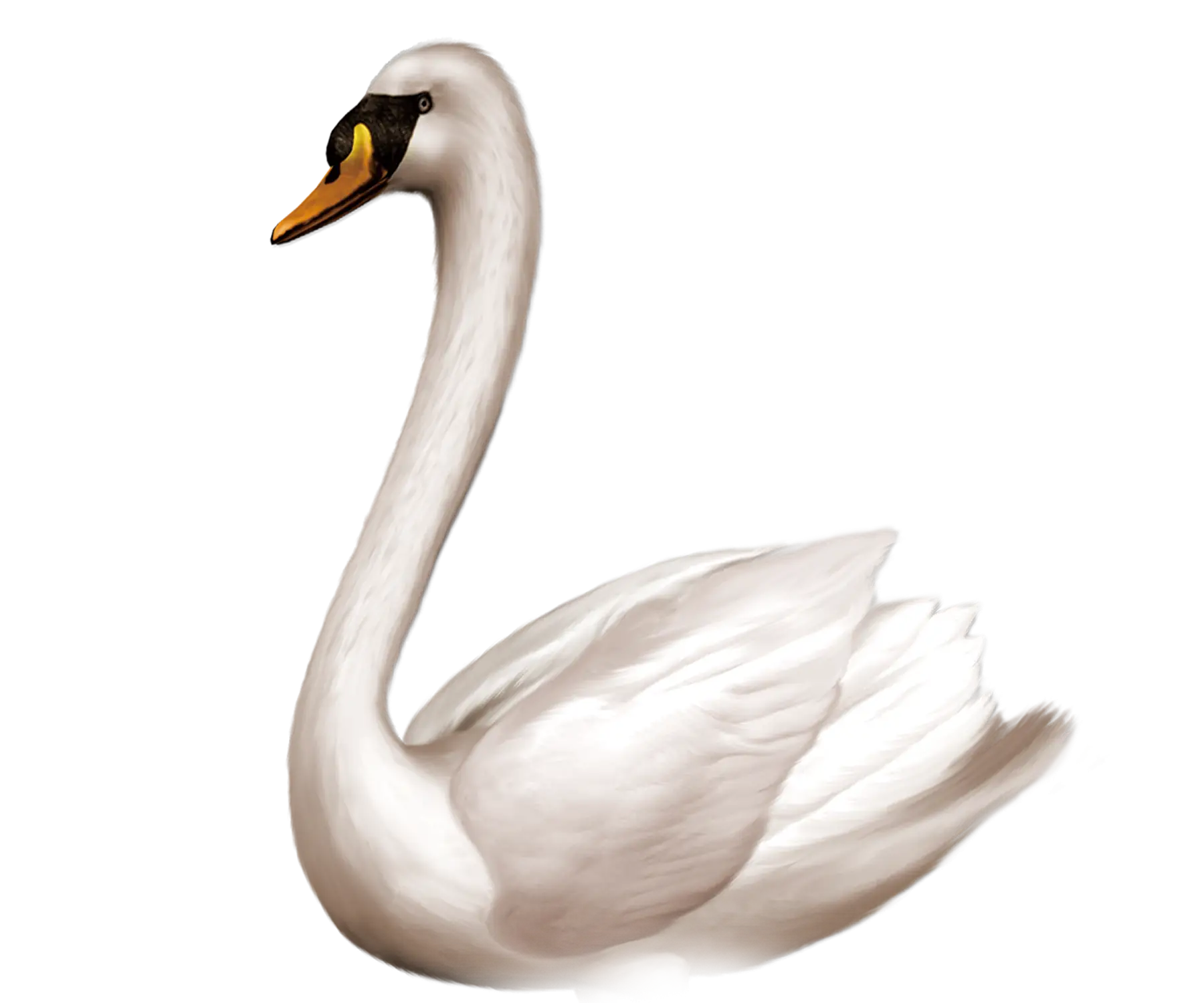 Realistic White Swan with Graceful Pose