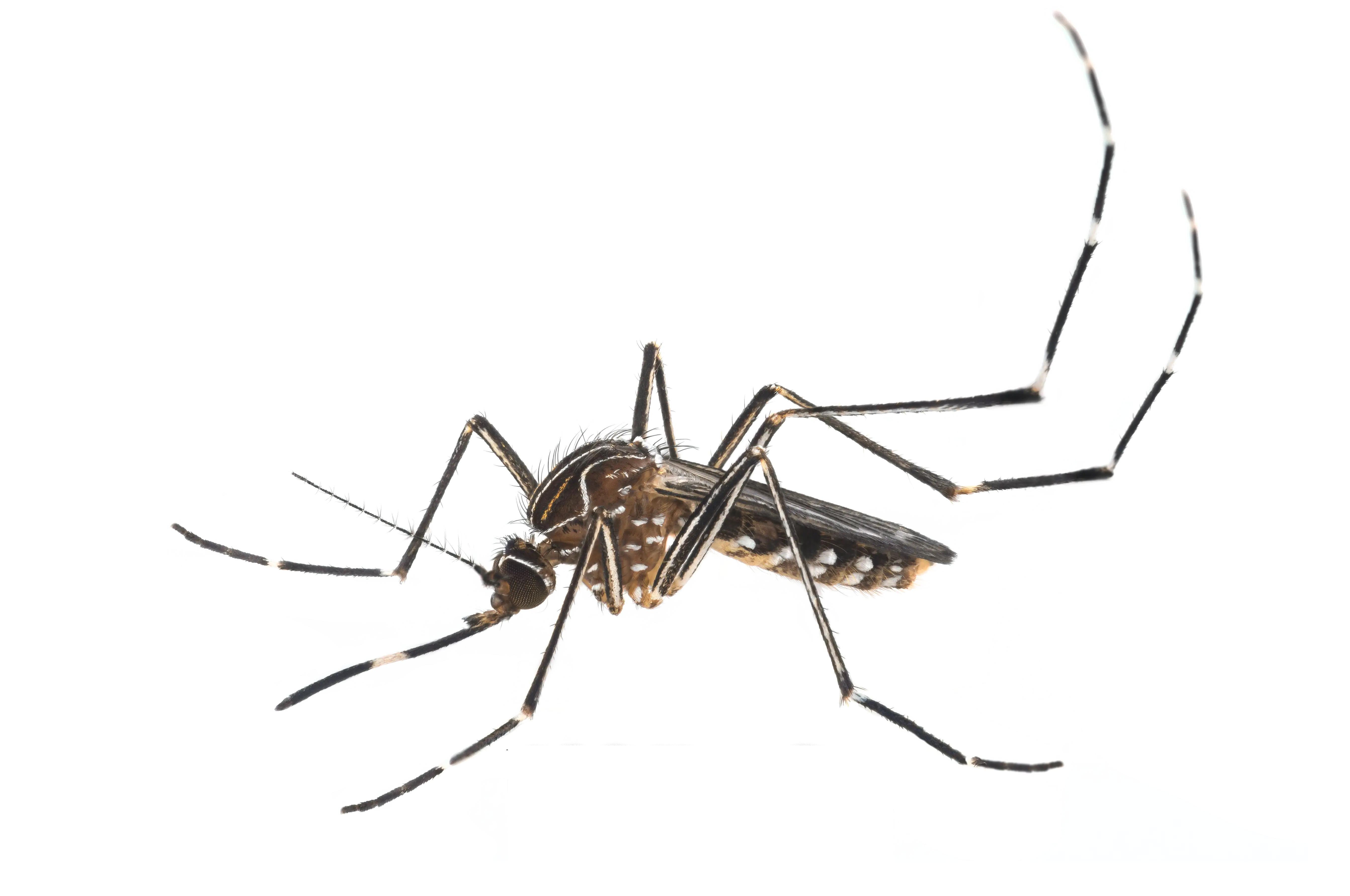 Closeup of Mosquito Insect