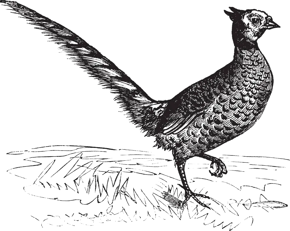 Pheasant Illustration